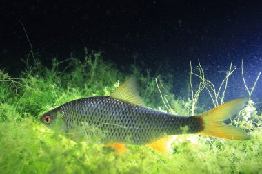 Roach balık sualtı fotoğraf