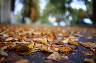 Park arka plan sonbahar yaprakları