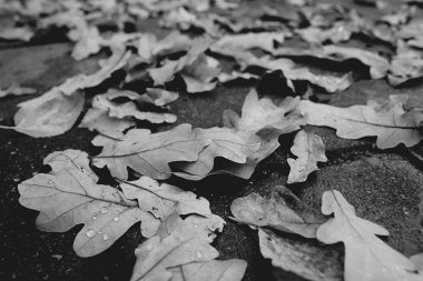 Park arka plan sonbahar yaprakları