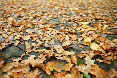 Park arka plan sonbahar yaprakları