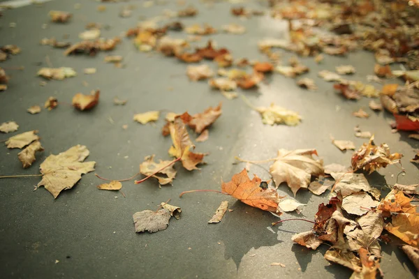 Fallen yellow autumn leaves background — Stock Photo, Image