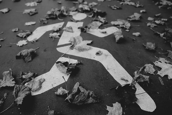 Dry leaves on road — Stock Photo, Image