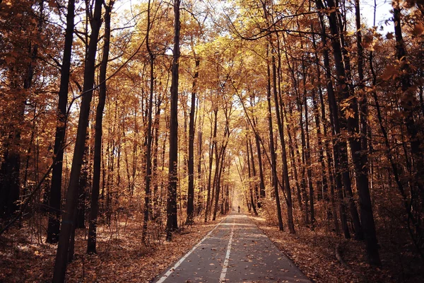 Paisagem outono caminho no parque — Fotografia de Stock