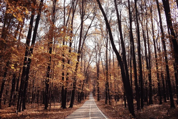 Outono paisagem em uma floresta dourada — Fotografia de Stock