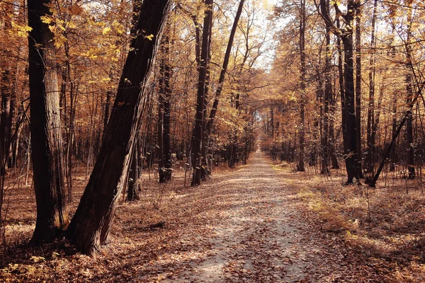 日当たりの良い秋の公園で背景 — ストック写真