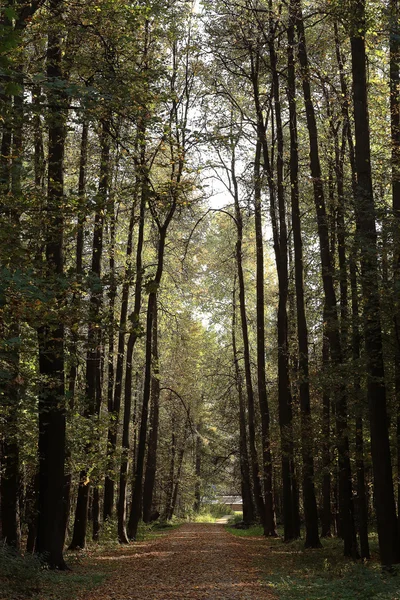 Bakgrunden träd i skogen — Stockfoto