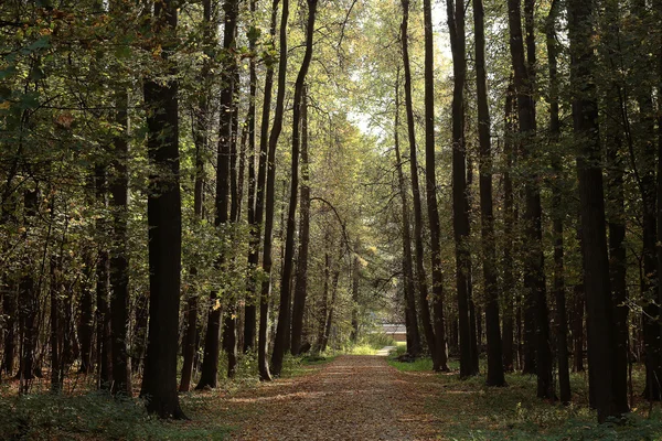 Bakgrunden träd i skogen — Stockfoto