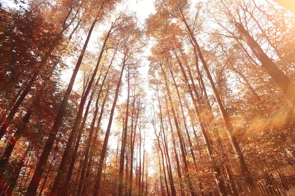 Sonbahar ormanda dalları aramak — Stok fotoğraf