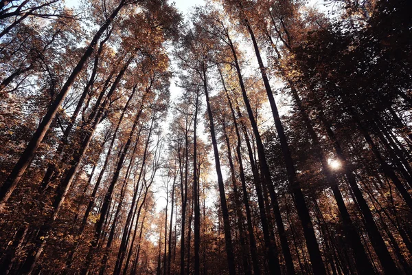 Autunno in una foresta dorata — Foto Stock