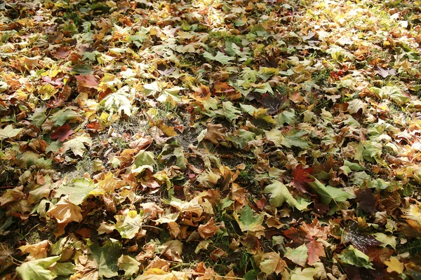 Herfst textuur van gele fallen bladeren — Stockfoto