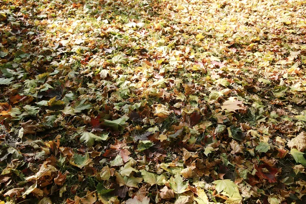 Struttura di foglie cadute gialle — Foto Stock