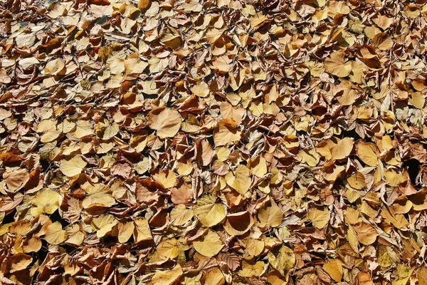 Konsistens av gula löv — Stockfoto