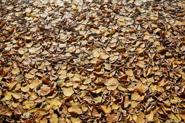 Texture of yellow fallen leaves — Stock Photo, Image