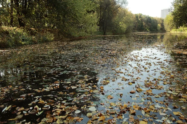 Herfst vijver met droge bladeren — Stockfoto