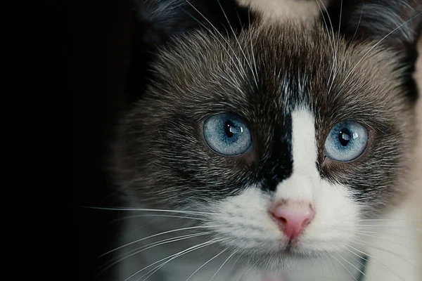 Cute domestic cat close up — Stock Photo, Image