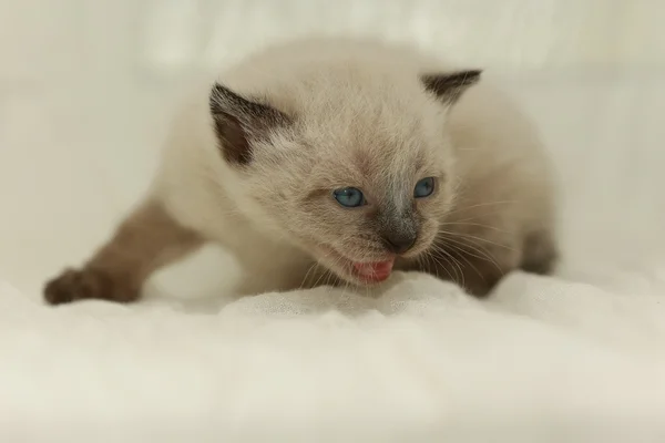 Маленький милый белый котенок — стоковое фото
