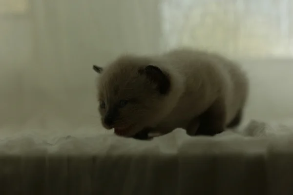 Petit chaton blanc mignon sur un pull — Photo