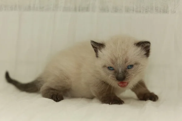 Kleine leuk witte katje op een trui — Stockfoto