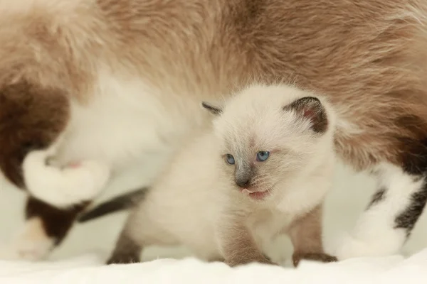 Malé roztomilé bílé kotě na svetr — Stock fotografie