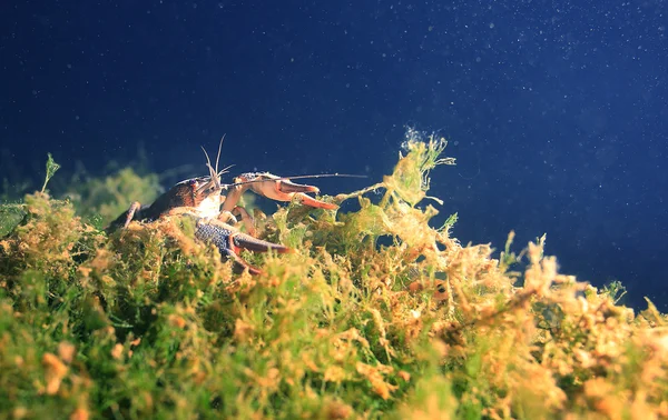 Mergulho foto lagostins no rio — Fotografia de Stock