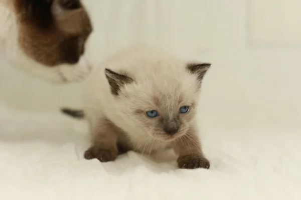 Маленький милый белый котенок на свитере — стоковое фото