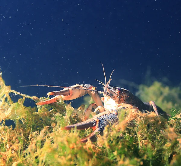 Mergulho foto lagostins no rio — Fotografia de Stock