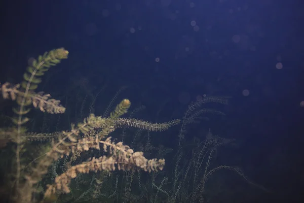 Underwater scenery in the river — Stock Photo, Image