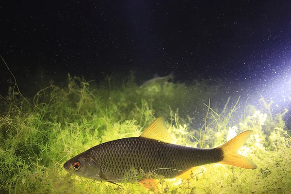 Rotaugen-Fische unter Wasser Foto — Stockfoto