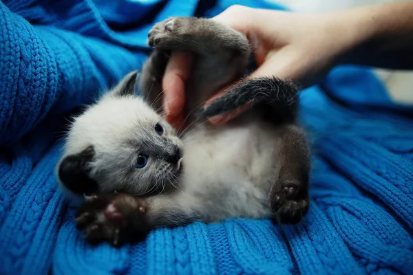 Kleine leuk witte katje op een trui — Stockfoto