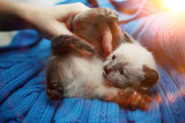 Маленький милый белый котенок на свитере — стоковое фото