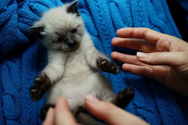 Маленький милый белый котенок на свитере — стоковое фото