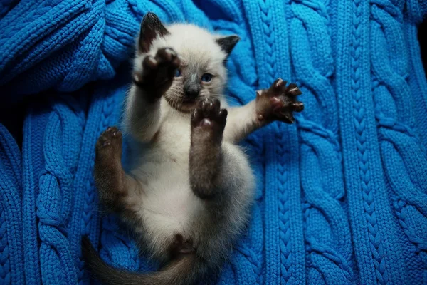 Kleines süßes weißes Kätzchen auf einem Pullover — Stockfoto