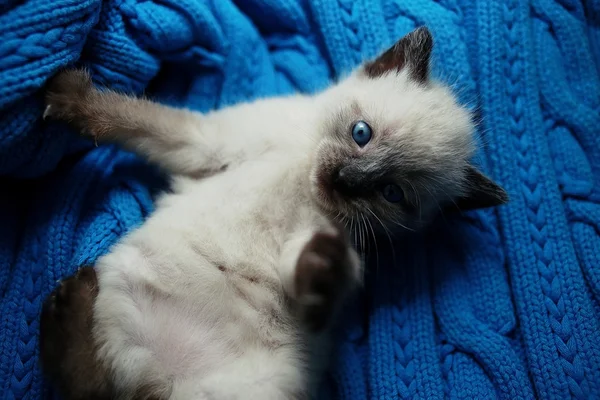 Kleines süßes weißes Kätzchen auf einem Pullover — Stockfoto