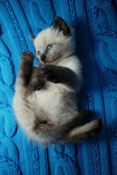Kleine leuk witte katje op een trui — Stockfoto