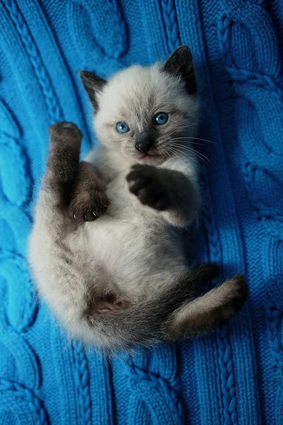 Kleine leuk witte katje op een trui — Stockfoto