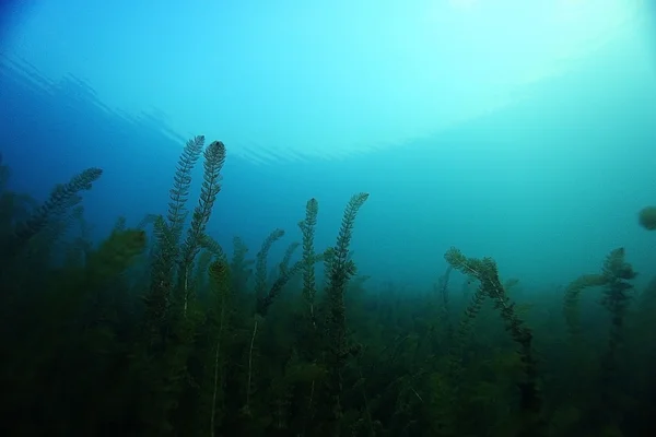 Podwodne krajobrazy w rzece nurkowanie — Zdjęcie stockowe