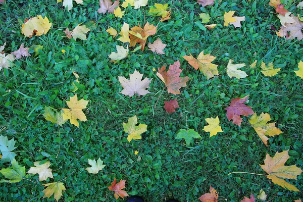 Gefallen gelb Herbst Blätter Hintergrund — Stockfoto