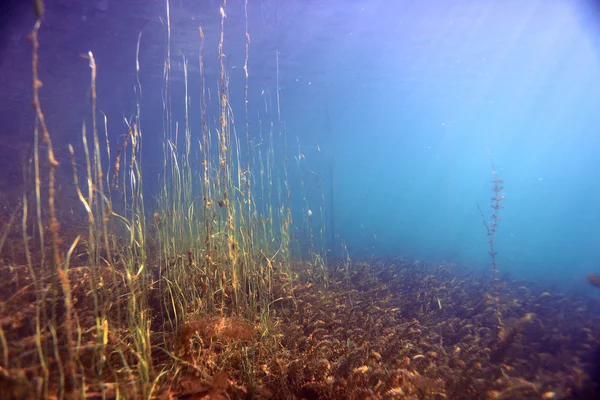 Unterwasserlandschaft im Flusstauchen — Stockfoto