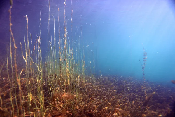 Scenario subacqueo nel fiume immersioni — Foto Stock