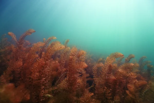 在河里潜水水下风景 — 图库照片