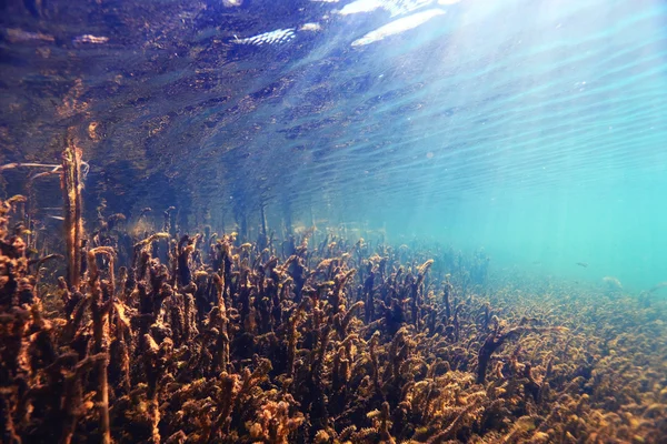 Underwater scenery in the river diving — Stock Photo, Image