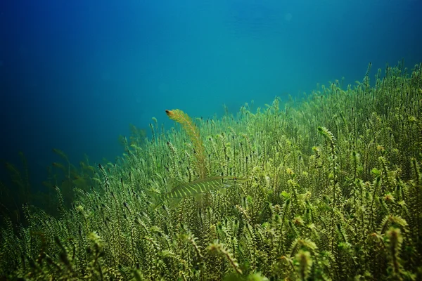 Underwater in a mountain river — Stock Photo, Image