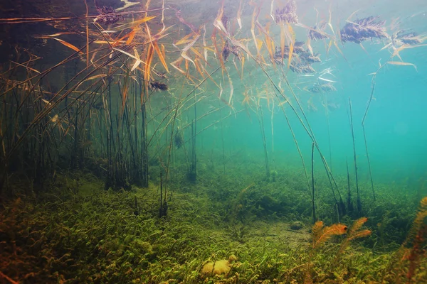 Bajo el agua en un río de montaña —  Fotos de Stock