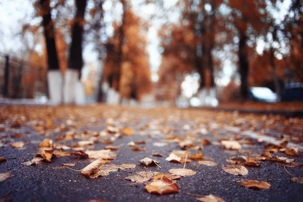 Paysage sentier d'automne dans le parc — Photo