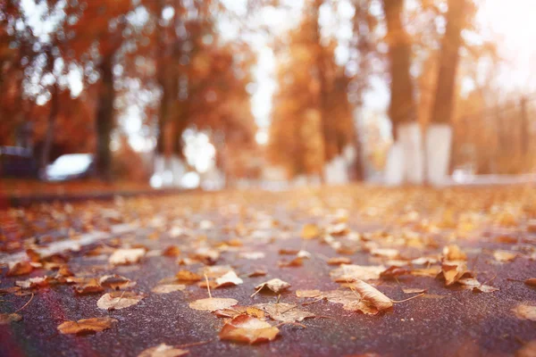 Fondo del paisaje en el soleado parque de otoño — Foto de Stock