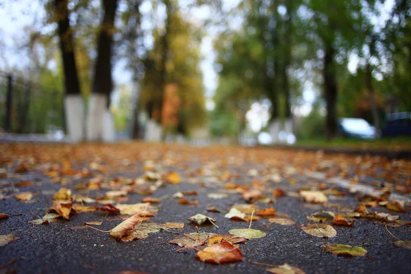 Krajobraz jesień w lesie złoty — Zdjęcie stockowe
