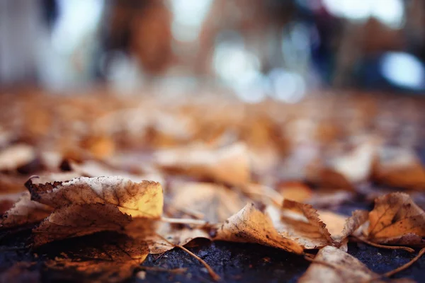 Background autumn leaves in the park — Stock Photo, Image