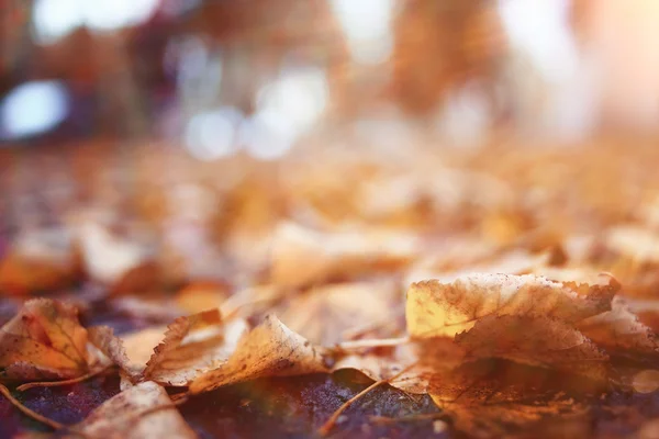 Фон осенних листьев в парке — стоковое фото