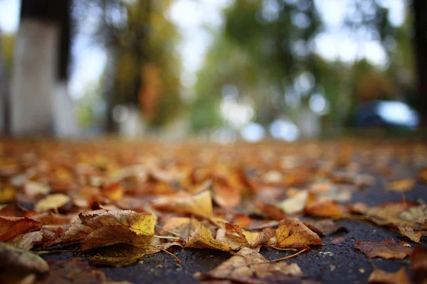 落ちた紅葉背景 — ストック写真