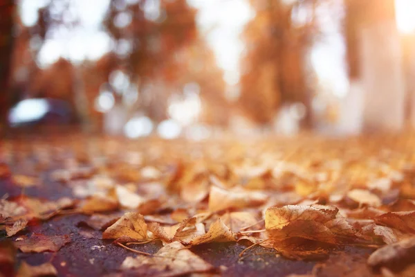 Landscape autumn path in the park — Stock Photo, Image